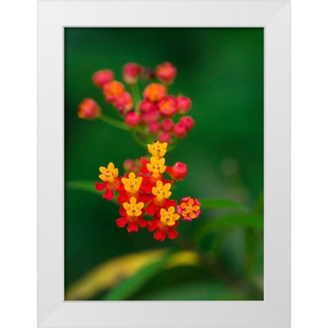 Flowers from Guatemala White Modern Wood Framed Art Print by Bennion, Scott