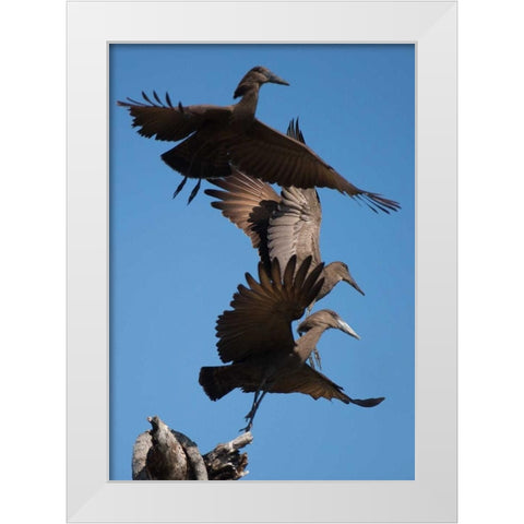 Hammerkops in flight White Modern Wood Framed Art Print by Bennion, Scott