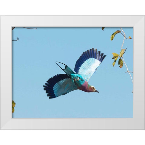 Lilac Breasted Roller White Modern Wood Framed Art Print by Bennion, Scott