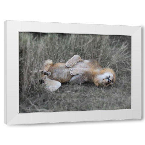 Lion on his back White Modern Wood Framed Art Print by Bennion, Scott