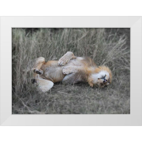 Lion on his back White Modern Wood Framed Art Print by Bennion, Scott