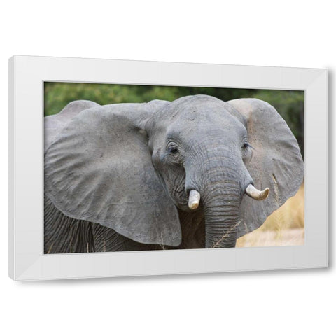 Mia White Modern Wood Framed Art Print by Bennion, Scott