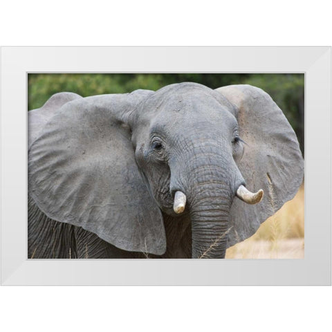 Mia White Modern Wood Framed Art Print by Bennion, Scott