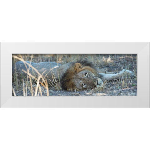 Napping With Open Eyes White Modern Wood Framed Art Print by Bennion, Scott