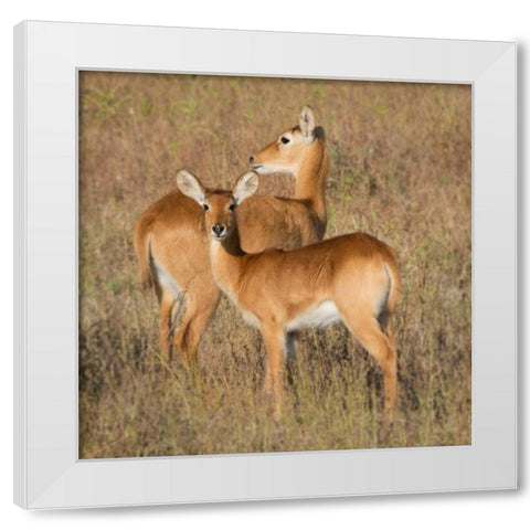 Puku - Zambia White Modern Wood Framed Art Print by Bennion, Scott