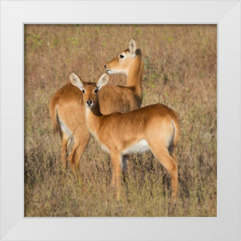 Puku - Zambia White Modern Wood Framed Art Print by Bennion, Scott