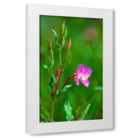 Spring Flower White Modern Wood Framed Art Print by Bennion, Scott