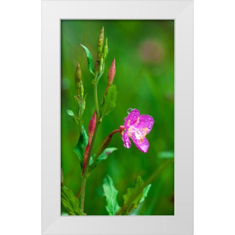 Spring Flower White Modern Wood Framed Art Print by Bennion, Scott