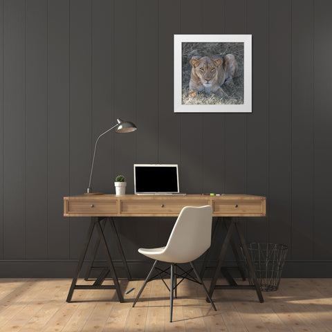 Lioness White Modern Wood Framed Art Print by Bennion, Scott