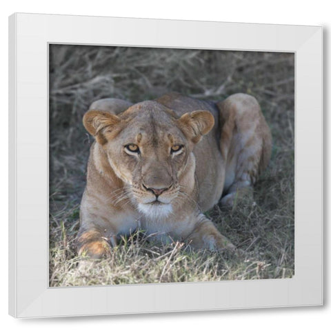 Lioness White Modern Wood Framed Art Print by Bennion, Scott