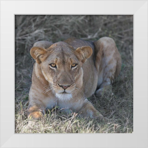Lioness White Modern Wood Framed Art Print by Bennion, Scott