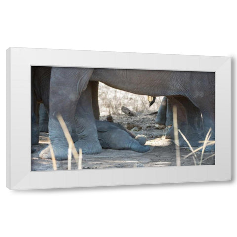 Sleeping Baby White Modern Wood Framed Art Print by Bennion, Scott