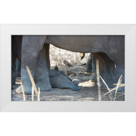 Sleeping Baby White Modern Wood Framed Art Print by Bennion, Scott