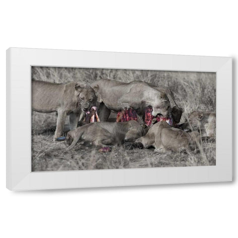 South Luangwa Lions White Modern Wood Framed Art Print by Bennion, Scott