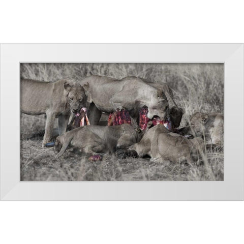 South Luangwa Lions White Modern Wood Framed Art Print by Bennion, Scott