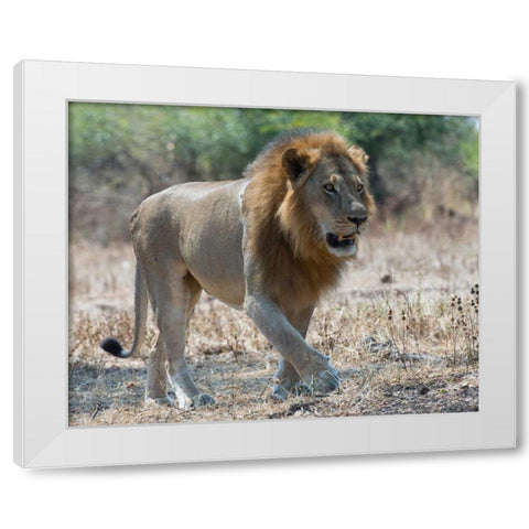 South Luangwa Lion White Modern Wood Framed Art Print by Bennion, Scott