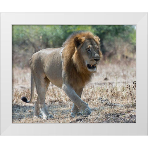 South Luangwa Lion White Modern Wood Framed Art Print by Bennion, Scott
