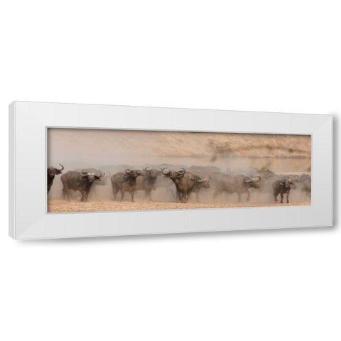 Spooked Buffalo White Modern Wood Framed Art Print by Bennion, Scott