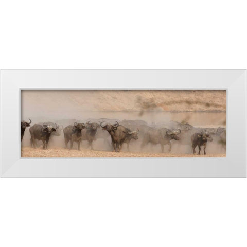 Spooked Buffalo White Modern Wood Framed Art Print by Bennion, Scott