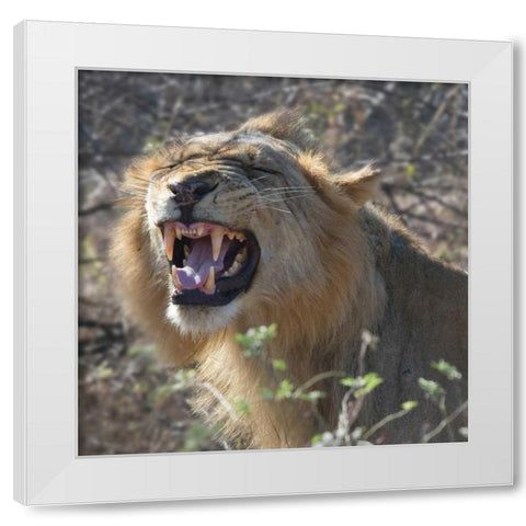 Teeth White Modern Wood Framed Art Print by Bennion, Scott