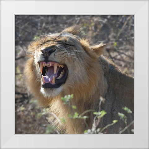 Teeth White Modern Wood Framed Art Print by Bennion, Scott