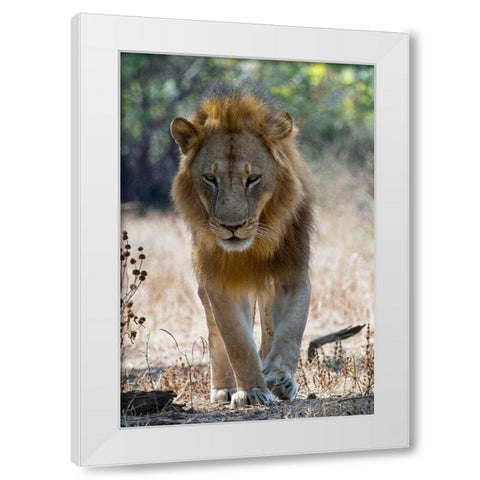 The King White Modern Wood Framed Art Print by Bennion, Scott