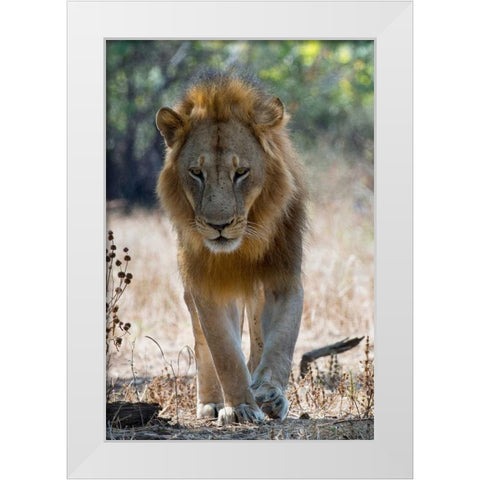 The King White Modern Wood Framed Art Print by Bennion, Scott