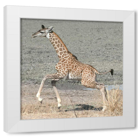 Trying My New Legs White Modern Wood Framed Art Print by Bennion, Scott