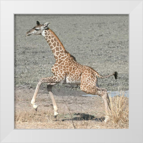 Trying My New Legs White Modern Wood Framed Art Print by Bennion, Scott