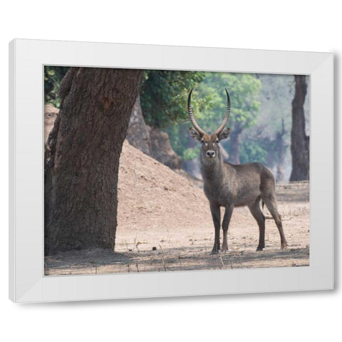 Waterbuck White Modern Wood Framed Art Print by Bennion, Scott
