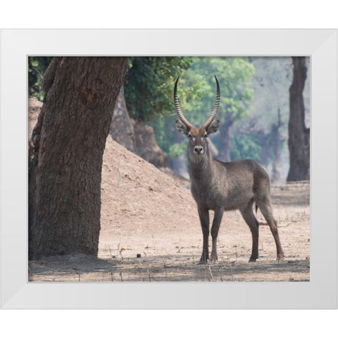 Waterbuck White Modern Wood Framed Art Print by Bennion, Scott