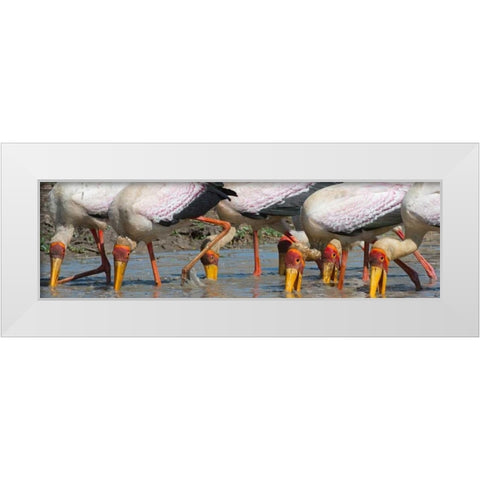 Yellow Billed Storks Fishing White Modern Wood Framed Art Print by Bennion, Scott