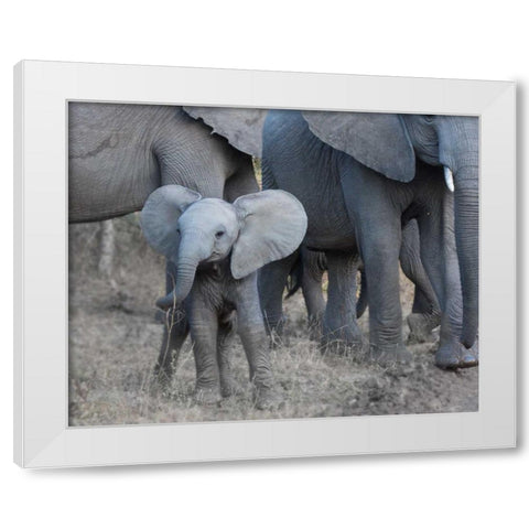 Young Elephant White Modern Wood Framed Art Print by Bennion, Scott