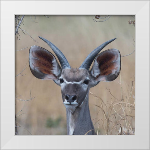 Young Kudu White Modern Wood Framed Art Print by Bennion, Scott