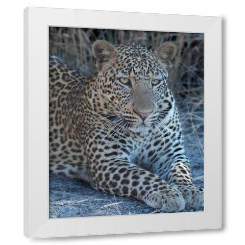 Young Leopard  White Modern Wood Framed Art Print by Bennion, Scott