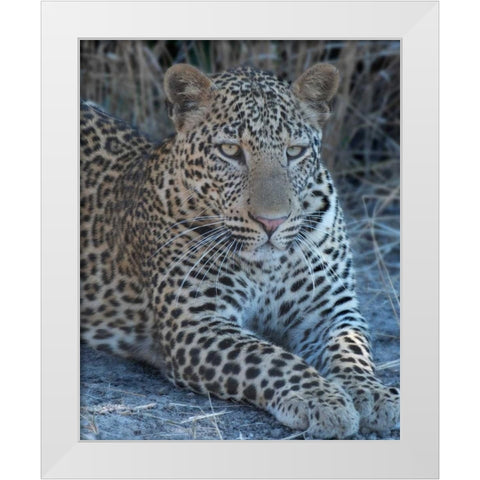 Young Leopard  White Modern Wood Framed Art Print by Bennion, Scott