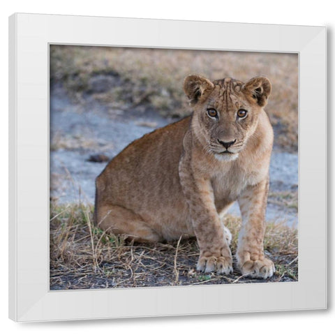 Young Lion - Zambia White Modern Wood Framed Art Print by Bennion, Scott