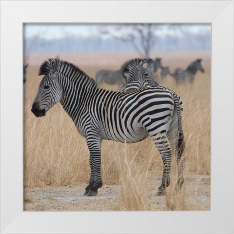 Zebras at a Glance White Modern Wood Framed Art Print by Bennion, Scott