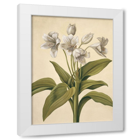 Lilies I White Modern Wood Framed Art Print by Huntington, Virginia