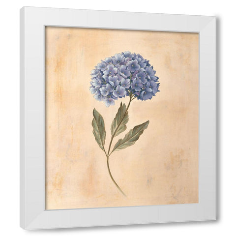 Hydrangea White Modern Wood Framed Art Print by Huntington, Virginia