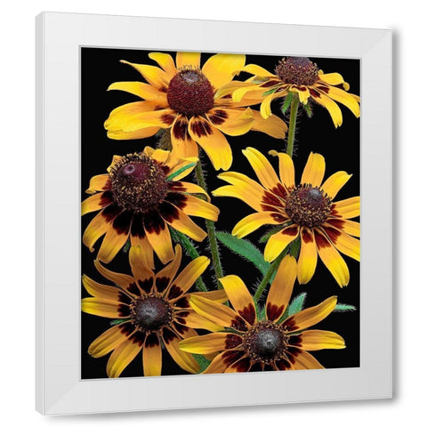 Brown-Eyed Daisy White Modern Wood Framed Art Print by Reynolds, Richard