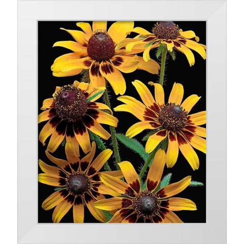 Brown-Eyed Daisy White Modern Wood Framed Art Print by Reynolds, Richard