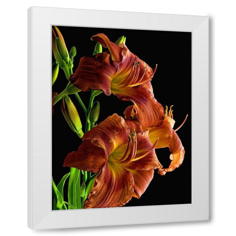 Daylily White Modern Wood Framed Art Print by Reynolds, Richard