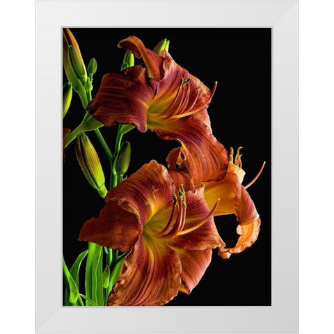 Daylily White Modern Wood Framed Art Print by Reynolds, Richard