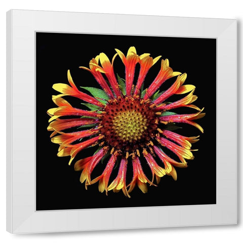 Blanket Flower ~ Fanfair White Modern Wood Framed Art Print by Reynolds, Richard