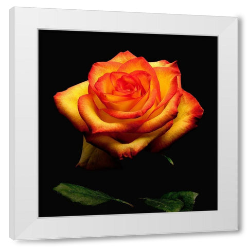 Garden Rose 2 White Modern Wood Framed Art Print by Reynolds, Richard