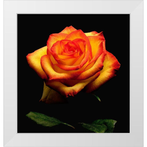 Garden Rose 2 White Modern Wood Framed Art Print by Reynolds, Richard