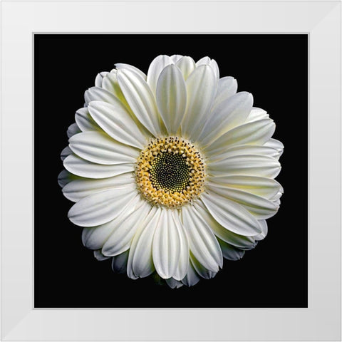 Gerbera Daisy 2 White Modern Wood Framed Art Print by Reynolds, Richard