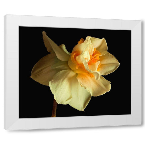 Daffodil White Modern Wood Framed Art Print by Reynolds, Richard