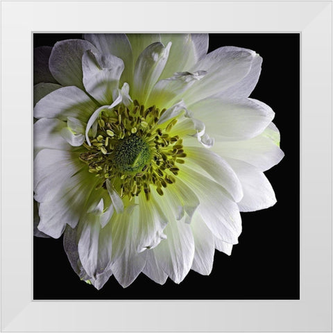 Anemone 2 White Modern Wood Framed Art Print by Reynolds, Richard
